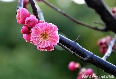 松紅梅風水|【松紅梅風水】松紅梅風水好運旺：提升家庭運勢、鎮宅旺財！